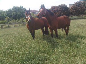 538591_451826701501790_1584994994_n.jpg 538591_451826701501790_1584994994_n.jpg