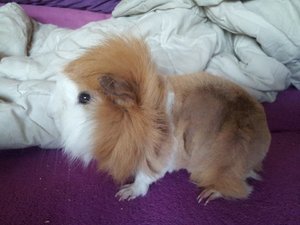 möhre.jpg möhre.jpg