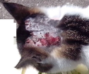 katze_verletzt.jpg katze_verletzt.jpg