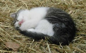 suesses_kaetzchen.jpg suesses_kaetzchen.jpg