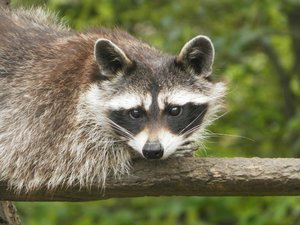 P5170669 (640x480).jpg