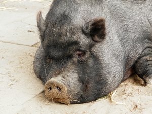 P5170697 (640x480).jpg