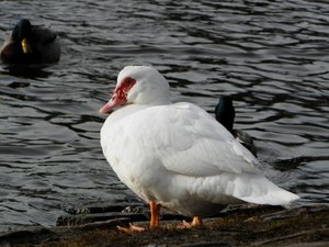 P1142554 (640x480).jpg