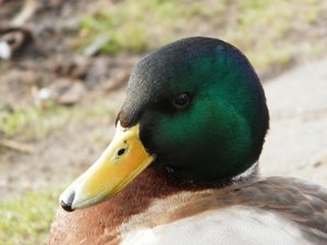 P1142588 (640x480).jpg