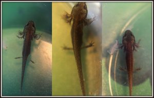 Molchbabys.jpg Molchbabys.jpg