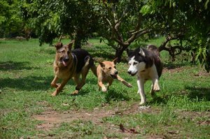 hunde dynamisch 2.jpg