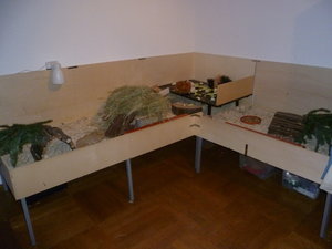 Innenhaltung_Meerschweinchen_02.JPG Innenhaltung_Meerschweinchen_02.JPG