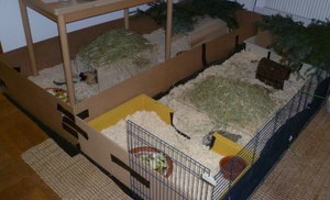 Innenhaltung_Meerschweinchen_03.JPG Innenhaltung_Meerschweinchen_03.JPG