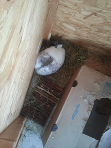 2014-02-14 11.55.47.jpg