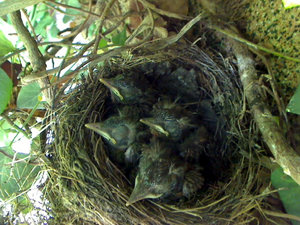 Screenshot 2014-05-29 12.25.36 _ verkleinert.jpg