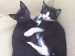 Balu & Findus kuscheln.jpg