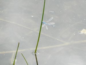 P5300802 (640x480).jpg