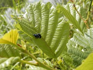 P5300824 (640x480).jpg