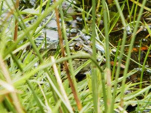 P5300831 (640x480).jpg