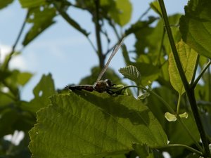 P5300839 (640x480).jpg