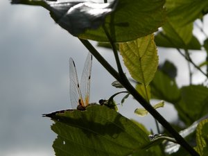 P5300842 (640x480).jpg