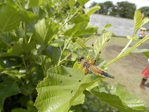 P5300844 (640x480).jpg