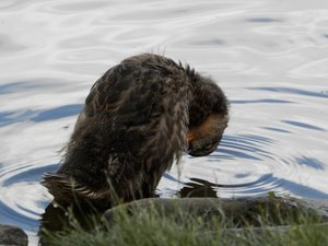 P6010882 (640x480).jpg