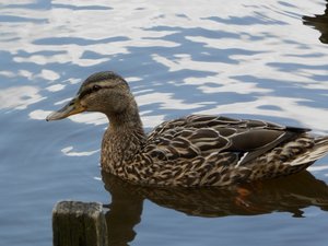 P6010890 (640x480).jpg