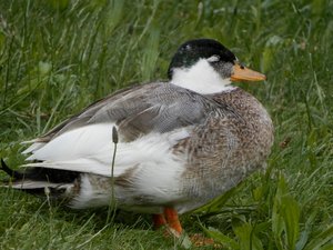 P6010897 (640x480).jpg