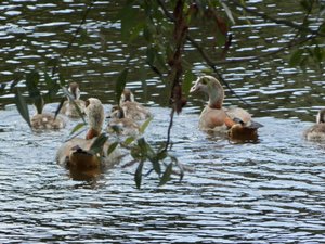 P6010899 (640x480).jpg