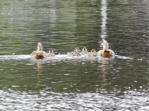 P6010901 (640x480).jpg