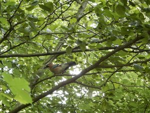 P6010902 (640x480).jpg