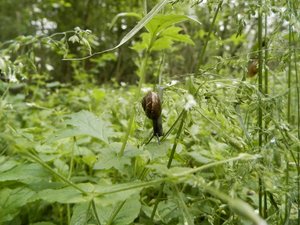 P6010909 (640x480).jpg