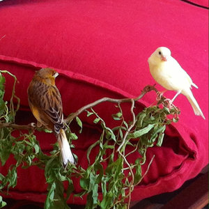 ImageUploadedByTapatalk1401729329.636917.jpg ImageUploadedByTapatalk1401729329.636917.jpg