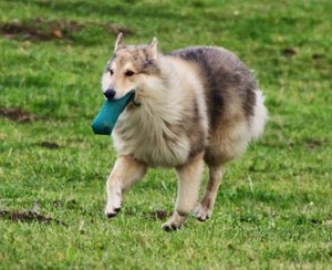 Rocky mit Zigarre.JPG Rocky mit Zigarre.JPG