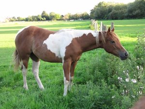 IMG_1884 (640x480).jpg IMG_1884 (640x480).jpg