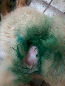 maja verletzung 1.jpg