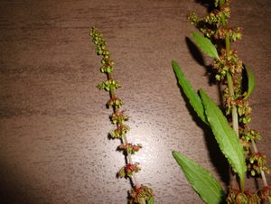 DSC01638.JPG DSC01638.JPG