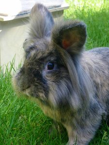 rudibusuh.jpg rudibusuh.jpg