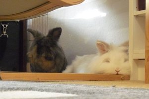 rudi_luiseggs9r.jpg rudi_luiseggs9r.jpg