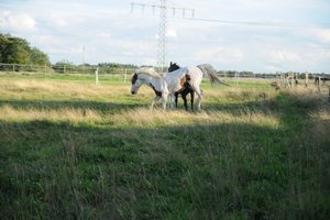 Maja-Deeb-stall23-08-10 016 (640x425).jpg Maja-Deeb-stall23-08-10 016 (640x425).jpg