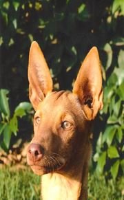 Podenco2.jpg