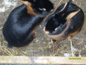 MikaPaulchenOskar 001.jpg