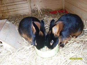 MikaPaulchenOskar 006.jpg