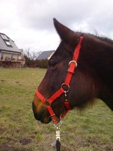 uii Pappy rothalf. wiese.jpg