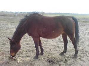 pappy total toll.jpg