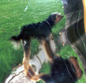 '00 Pepsi lange Beine.JPG