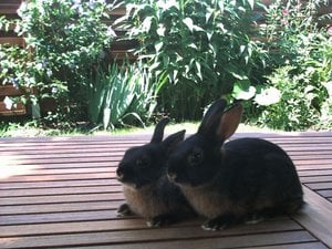 Kaninchen alt-009.jpg