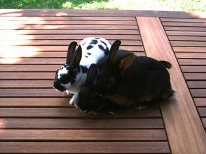 Kaninchen alt-010.jpg