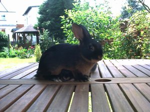 Kaninchen alt-007.jpg