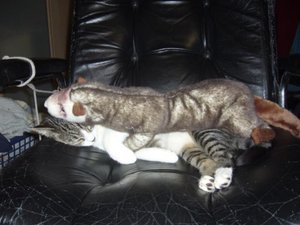 Lilly & Frettchen.jpg