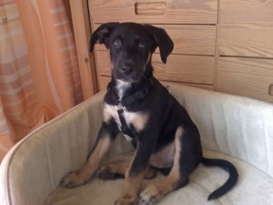 Tyson im Korb klein.jpg