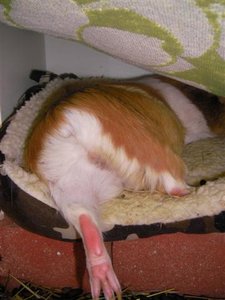 lucy (Small).JPG lucy (Small).JPG