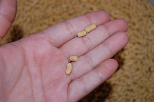 Goldfischfutter 002.JPG