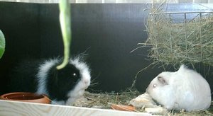 Samy und Happy  1.11.08 - Kopie.JPG